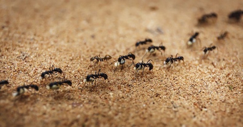 از بین بردن مورچه در خانه با چند روش غیر سمی