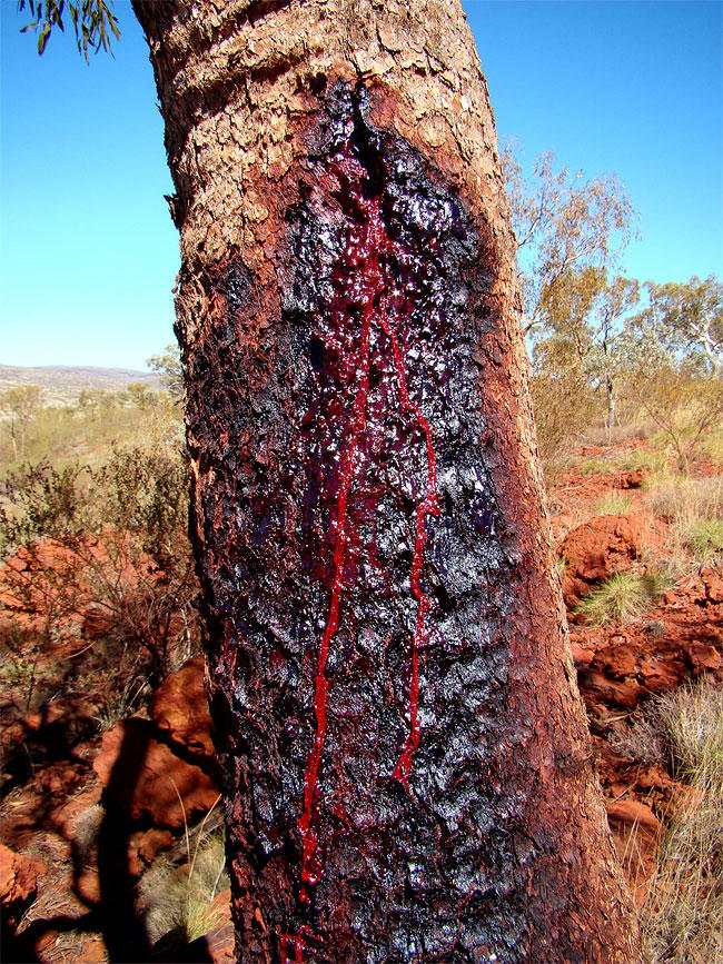 درختی که از تنه اش خون می چکد! +عکس