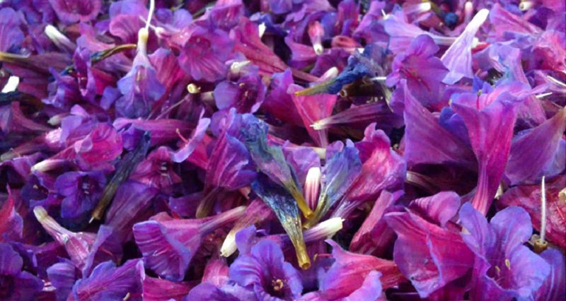  گل گاو زبان و فشار خون چه رابطه ای با هم دارند؟