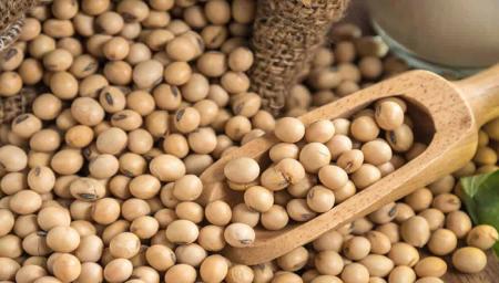خواص سویا و ارتباط آن با گروه خونی