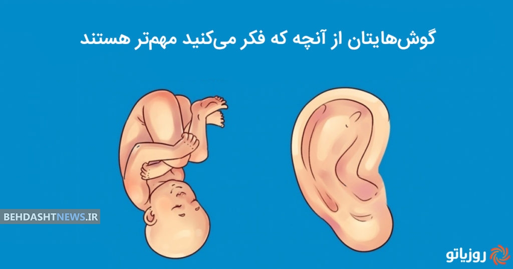 رازهای عجیبی که شکل گوش تان در مورد شما برملا خواهد کرد+عکس