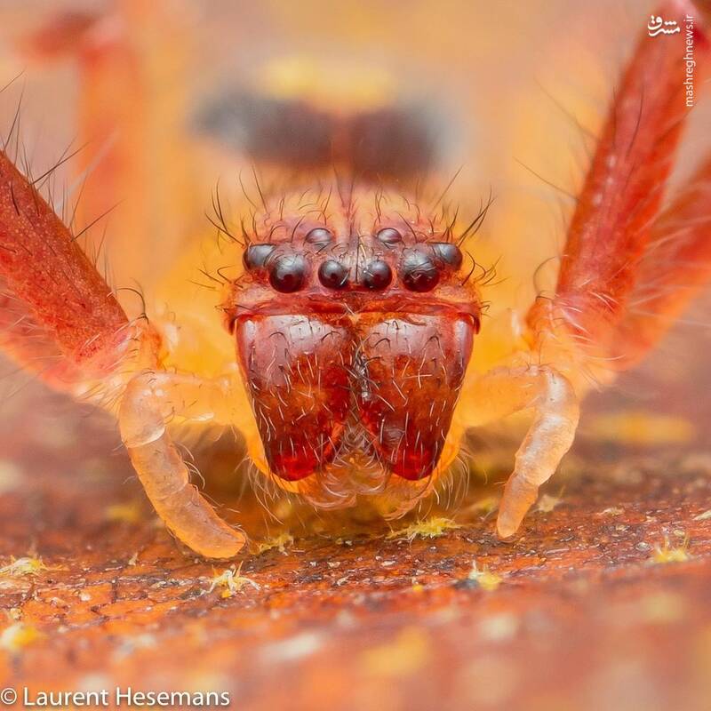 عنکبوت از نمای خیلی نزدیک + عکس - تلگرام آپ