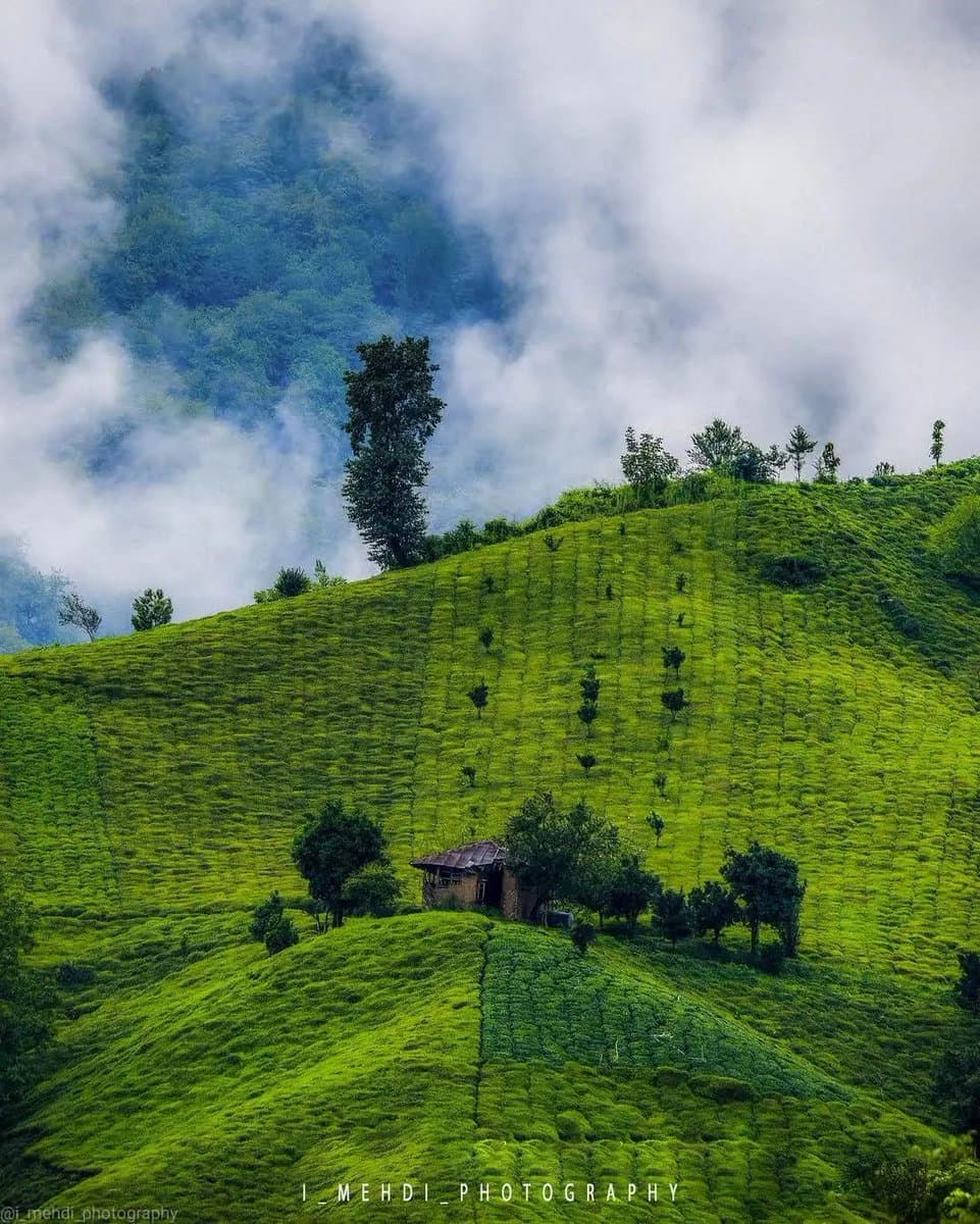 مزارع زیبای چای املش گیلان + عکس - تلگرام آپ
