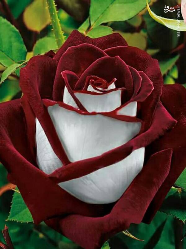یکی از زیباترین گل‌های جهان + عکس - تلگرام آپ