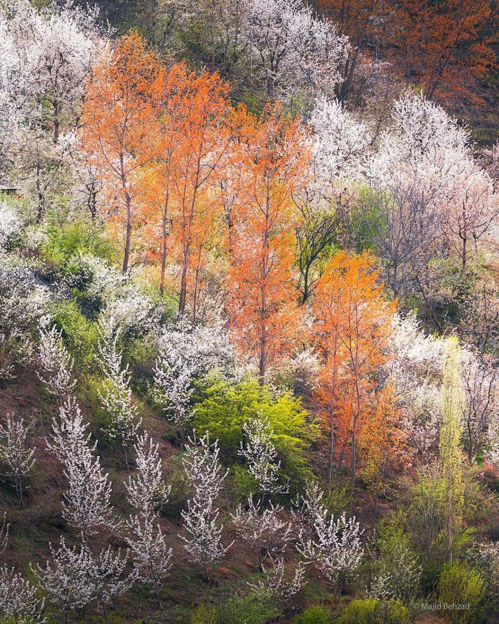 بهار دیدنی در ارتفاعات مازندران + عکس - تلگرام آپ