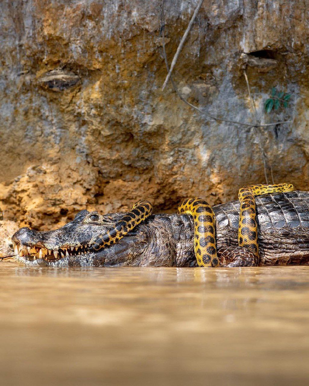 تصویری جذاب نبرد ماربوا و تمساح + عکس - تلگرام آپ