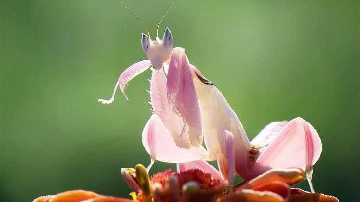 حشراتی به شکل گل + عکس - تلگرام آپ