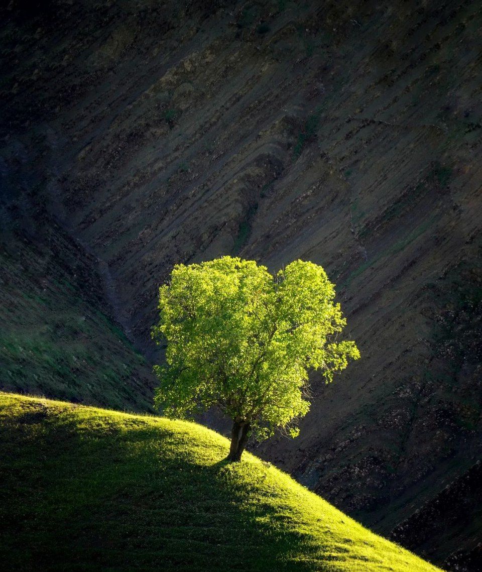 درخت بلوط در نور دم غروب لرستان زیبا+عکس - تلگرام آپ