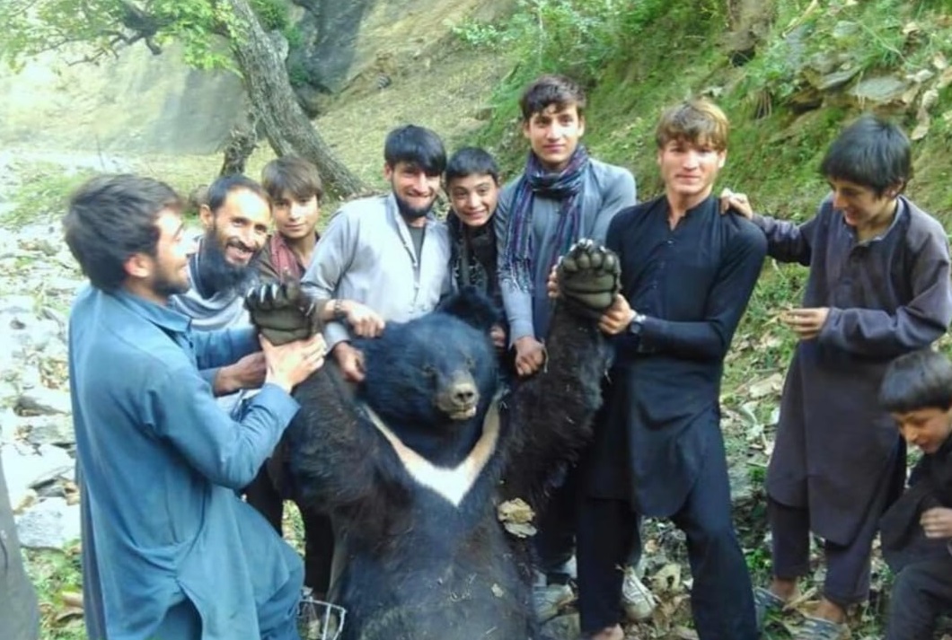 تصویر غم‌انگیزی از یک خرس زیبا در اسارت اهالی نورستان+عکس - تلگرام آپ