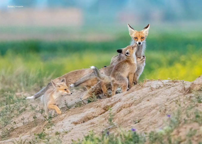 مادر روباه و فرزندانش در ملایر دیده شدند+عکس - تلگرام آپ