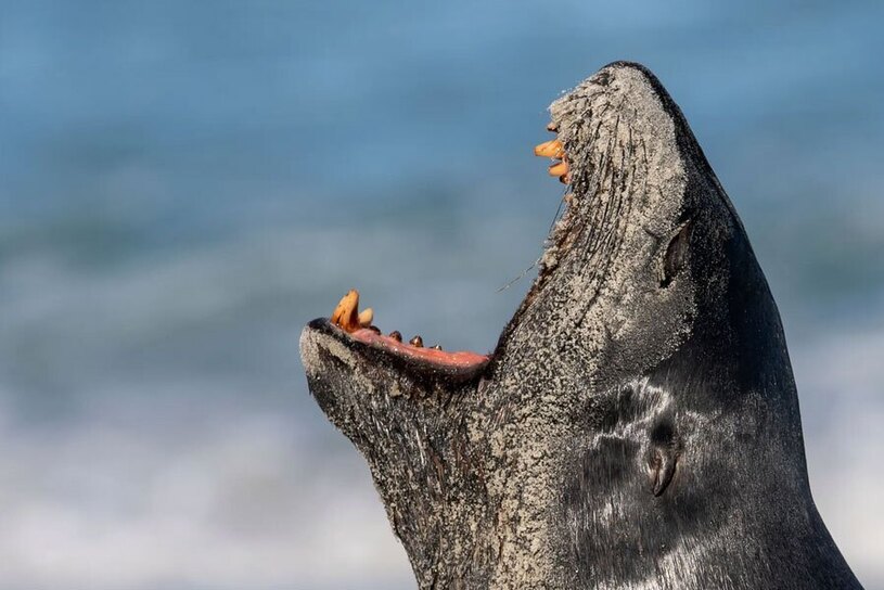 آفتاب گرفتن یک شیر دریایی در خلیج " سَند فلای" + عکس - تلگرام آپ