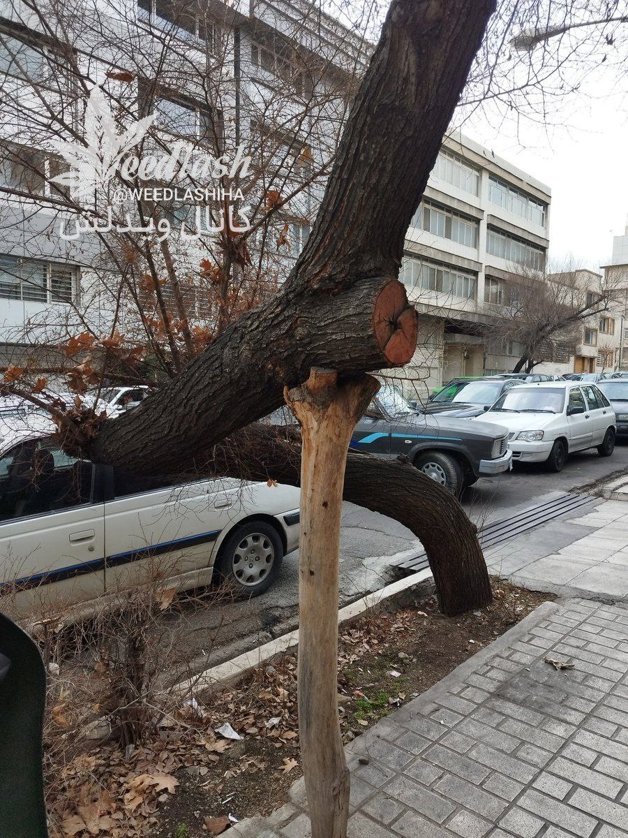 حرکت زیبای یک تهرانی برای نجات یک درخت+عکس